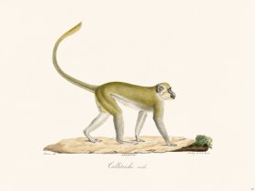 Cuvier 351 Male Eallitric