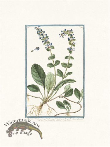 (image for) Bonelli 299 Bugle