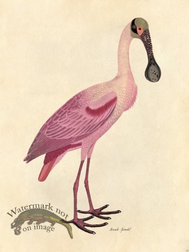 Roseate Spoonbill - Tribute Bd 03