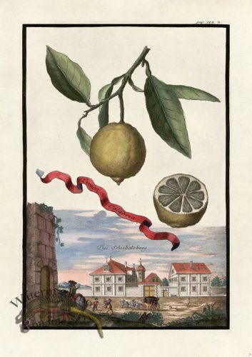 (image for) Volckamer 028