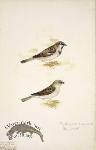 79 Swedish Birds . Fringilla Domestica, House Sparrow, M.F