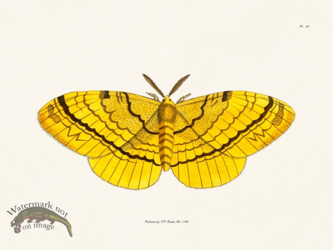 (image for) Nodder BF 24