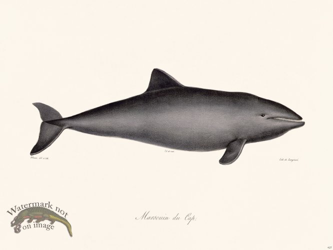 (image for) Cuvier 427 Marsoun Of Cape