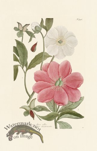 (image for) Weinmann PL 776