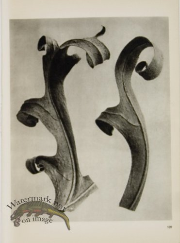 (image for) Blossfeldt T 109