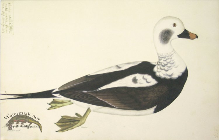 (image for) 254 Swedish Birds . Anas Hyemalis, Long-tailed Duck, Female