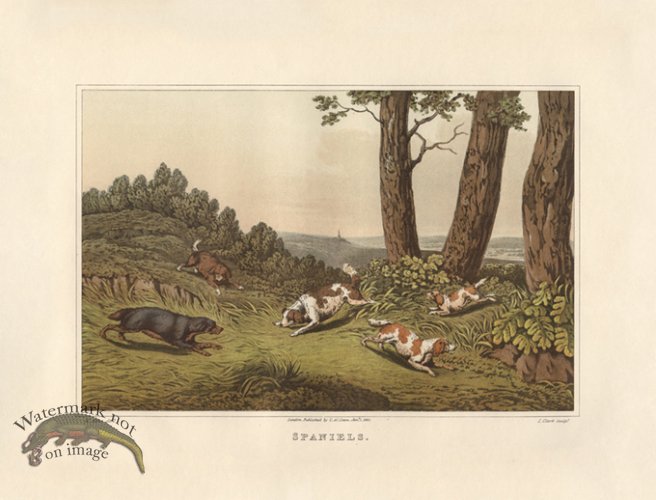 (image for) Spaniels