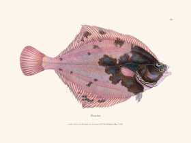 077 Flounder