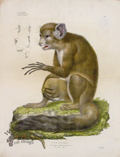 (image for) Goldfuss Aye-aye