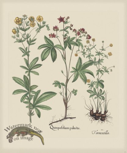 (image for) Besler 270 Colored B2