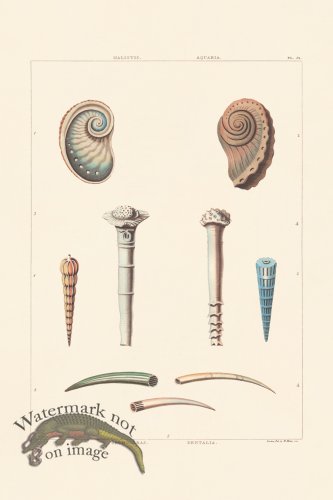 (image for) Perry Shell 52