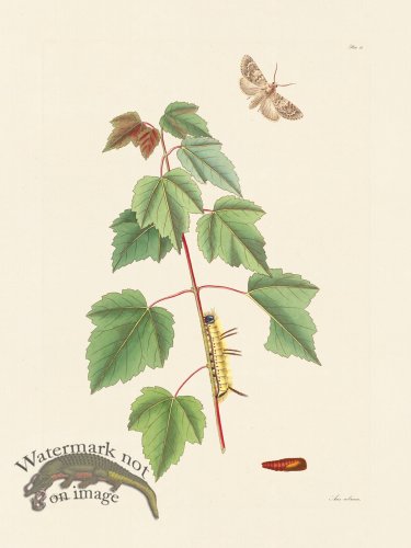 (image for) Abbot Butterfly 093