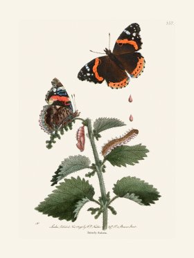 157 Butterfly Atalanta