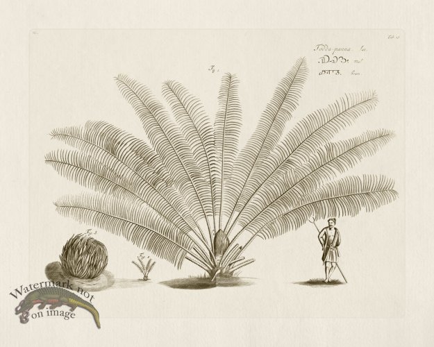 (image for) HORTUS VOl 03 13