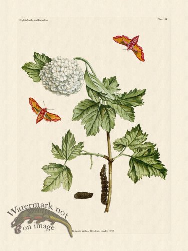 (image for) Wilkes Butterflies 104