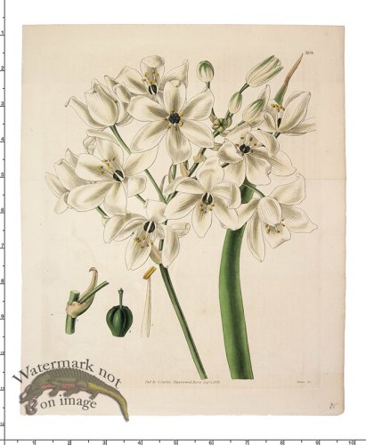 (image for) Curtis Botanical 034