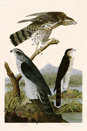 (image for) 141 Goshawk Stanley Hawk