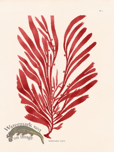 (image for) Oceanie 02