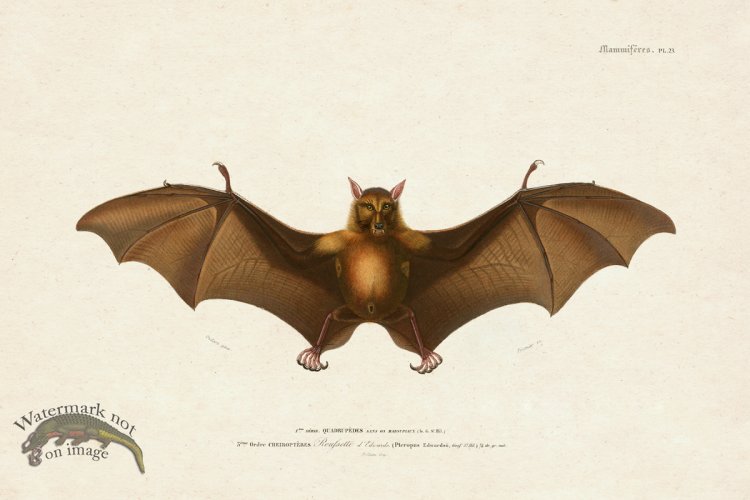 FNH 23 Fruit Bat