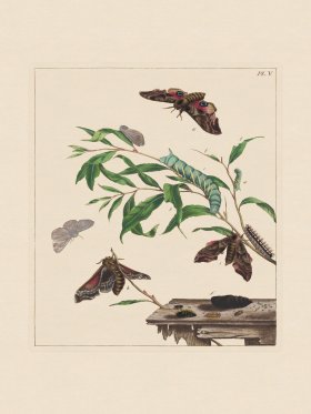 Moses Harris Insects 05