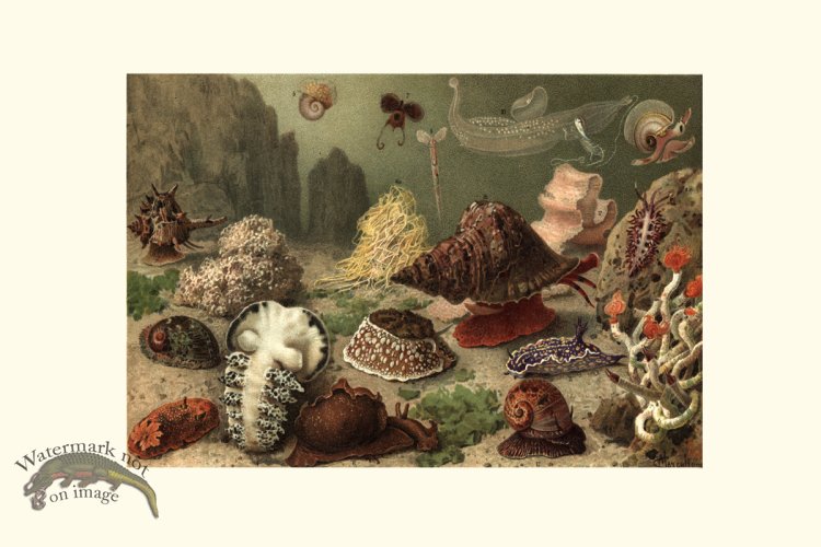 (image for) Underwater 29