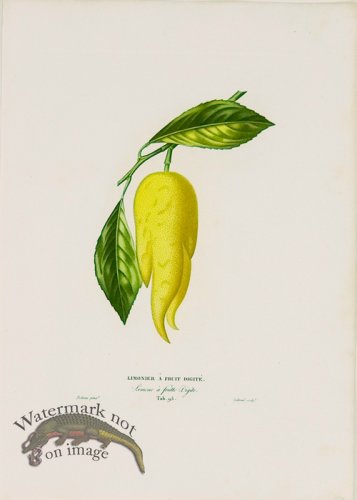 (image for) Poiteau Citrus 19