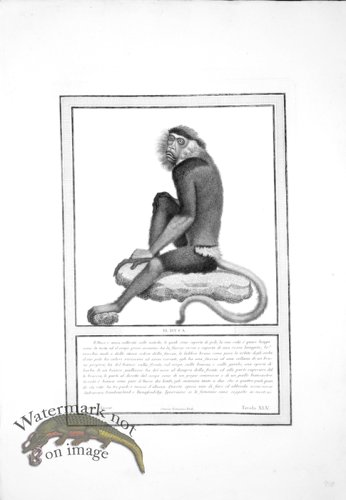 (image for) The_Monkeys_23