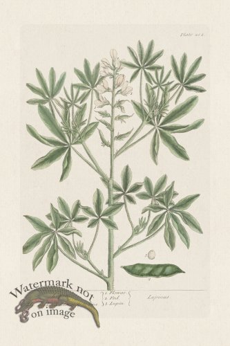 (image for) BEE 282 Lupin