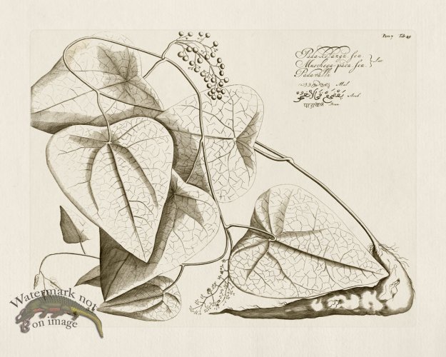 (image for) HORTUS VOl 07 49