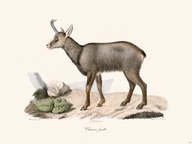 Cuvier 154 Female Chamois