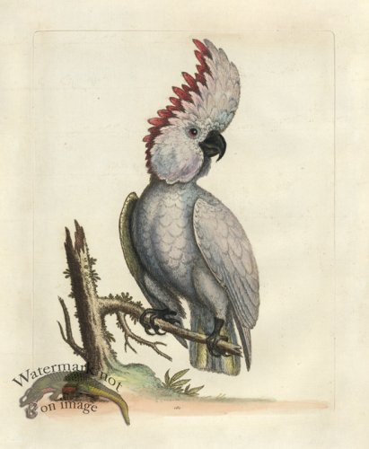 (image for) Edwards Parrot 03.jpg