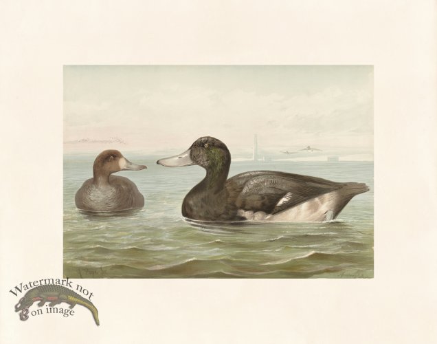 (image for) Pope 08 Blue Bill Duck