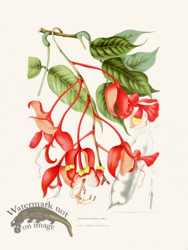 (image for) Horticulture of Java 02