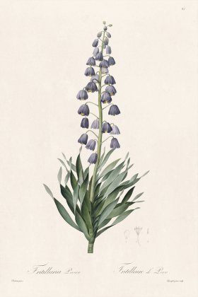 (image for) Les Liliacees Redoute 067