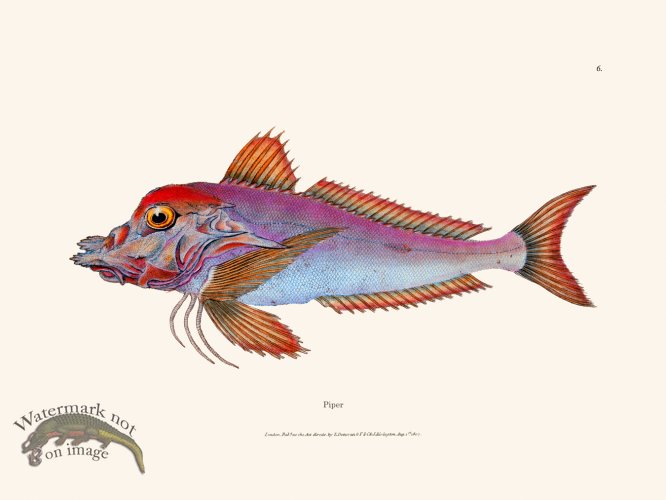 (image for) 006 Piper