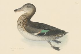 Rudbeck CFA 224 Teal Duck