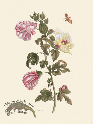 (image for) Merian Metamorphosis 37