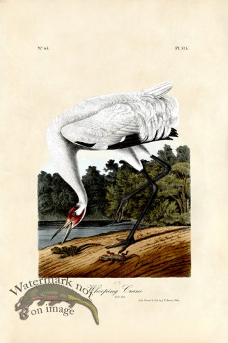 (image for) Whooping Crane