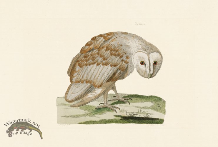 (image for) Pennant Zoology 129