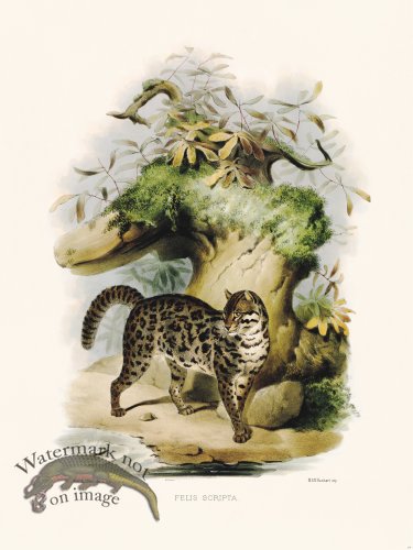 (image for) Elliot Cat 24 Written Button