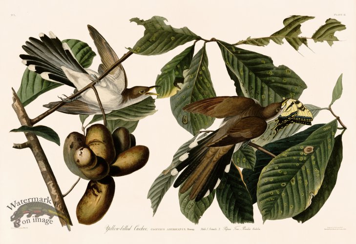 (image for) 002 Yellow-billed Cuckoo 
