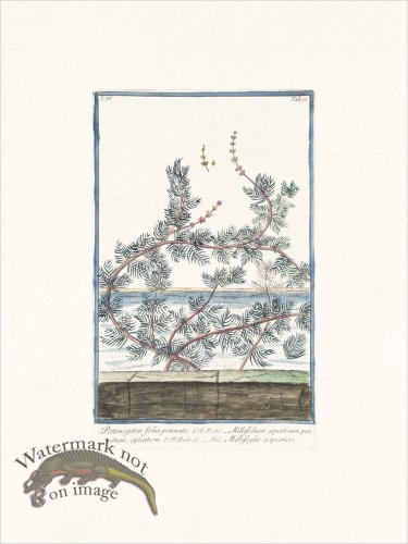 (image for) Bonelli 350 Leafy Pondweed