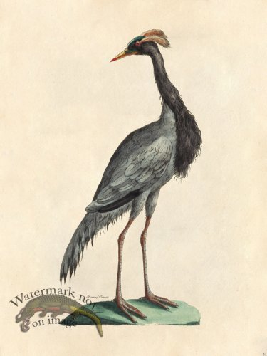 (image for) Tribute Bd 51