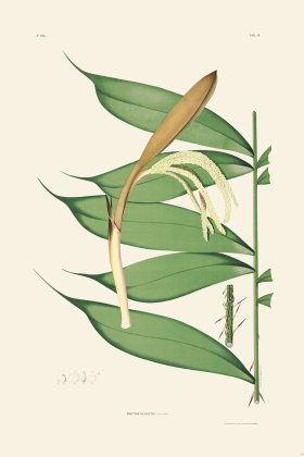 Rodrigues Palm Front 040