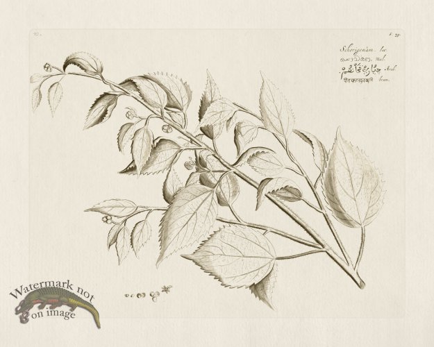 (image for) HORTUS VOL 02 39