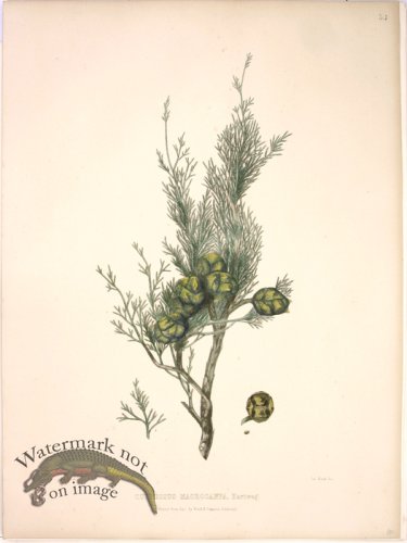 (image for) Lawson Pine Cone 16