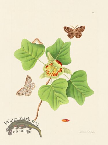 (image for) Abbot Butterfly 102