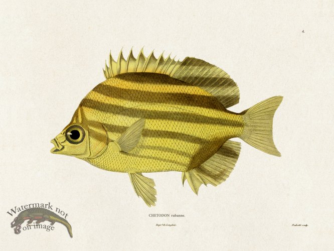 (image for) Werner Fish 004