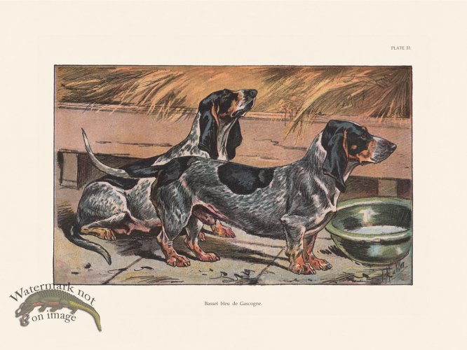 (image for) Les Chiens 053