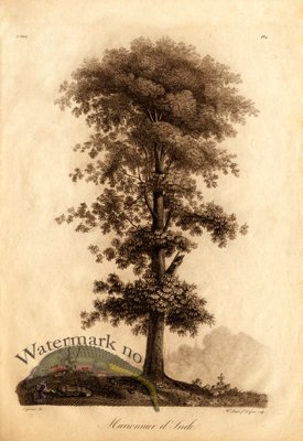 (image for) Defiennes Trees 01 S